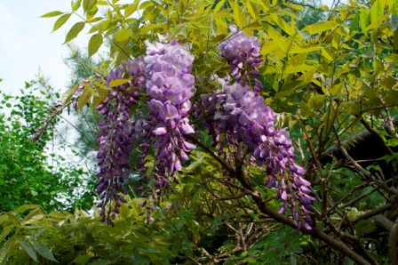 garden path