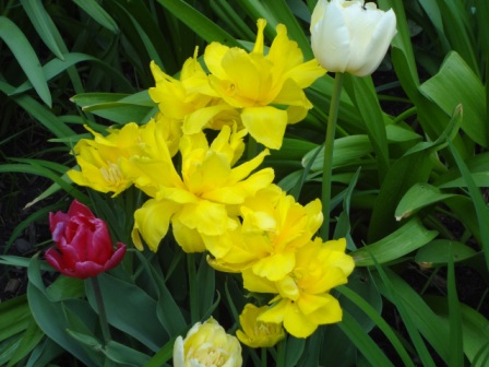 spring flowers