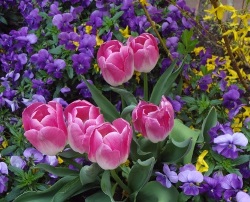 flowers of spring