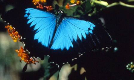 blue butterfly