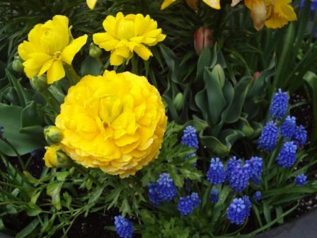 flowers in rain