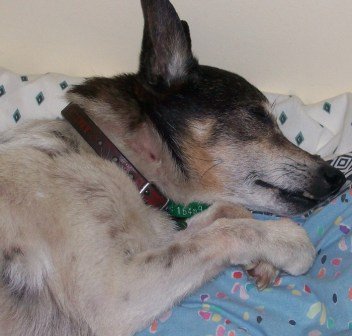 dog on pillow