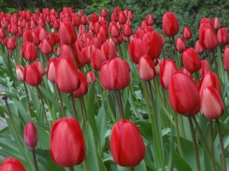 red tulips