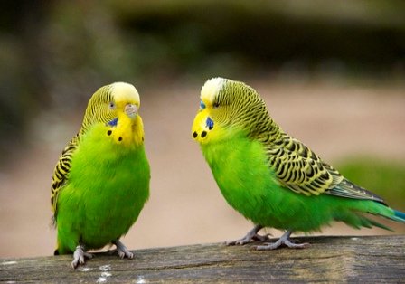 budgies