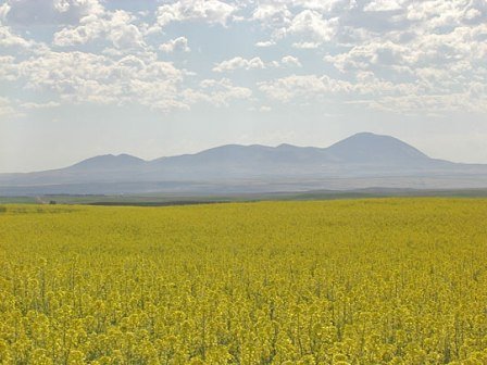 mustard field